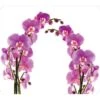 Wenko Multi-Platte Orchideenblüte Für Glaskeramik Kochfelder Mehrfarbig -Küchenbedarf Discounter 4008838146699 1068 01
