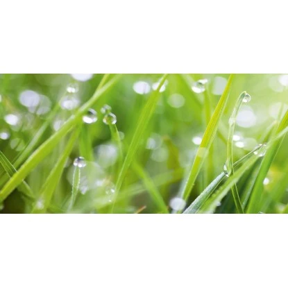 Spritzschutz-Rückwand WandArt Easy 120 Cm X 58,5 Cm Grass (D4002P BRIL) FSC® 3 Spritzschutz-Rückwand WandArt Easy 120 Cm X 58,5 Cm Grass (D4002P BRIL) FSC®